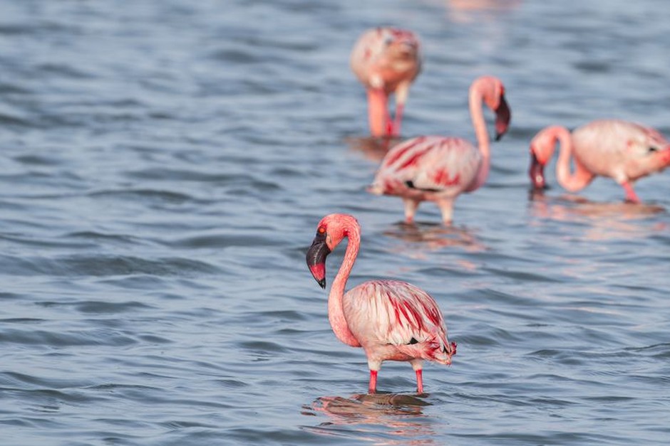 Flamingos gathered in calm shallow water